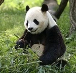 Avatar: PandamansDad